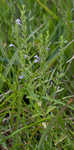 Drummond's false pennyroyal